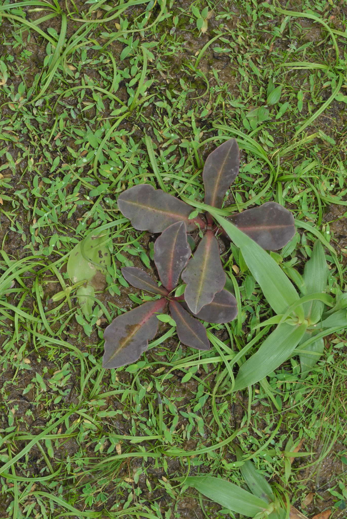 Image of Euphorbia fusiformis var. khandallensis (Blatt. & Hallb.) Binojk. & N. P. Balakr.