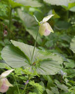 Image of Korean ladyslipper