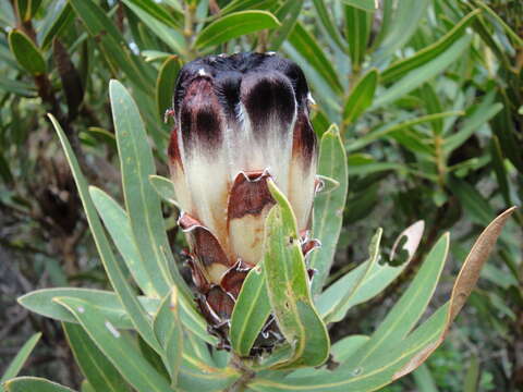 Image of Protea lepidocarpodendron (L.) L.