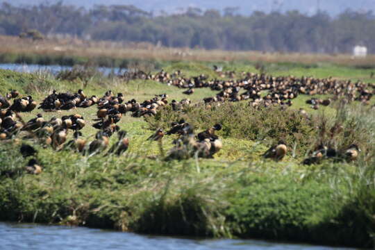 Image of Australian Shelduck