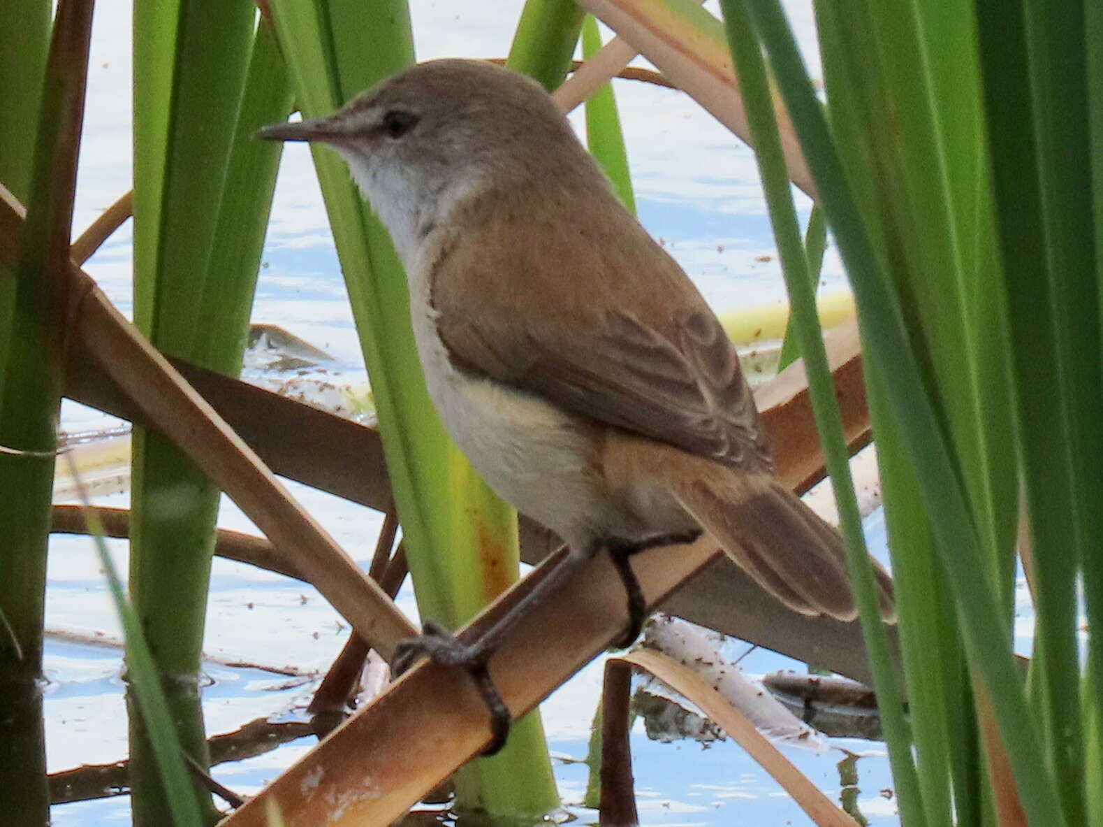 Imagem de Acrocephalus gracilirostris gracilirostris (Hartlaub 1864)