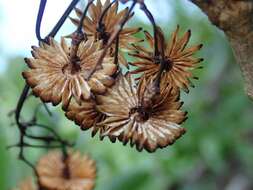 Слика од Medusagyne oppositifolia Baker