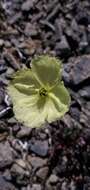 Слика од Papaver walpolei A. E. Porsild