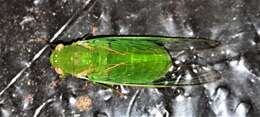 Sivun Chlorocysta vitripennis (Westwood 1851) kuva