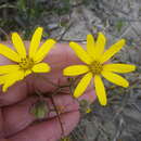 Image of Osteospermum dentatum Burm. fil.