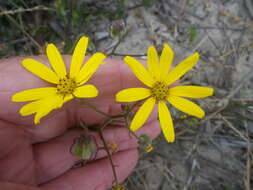 Image of Osteospermum dentatum Burm. fil.