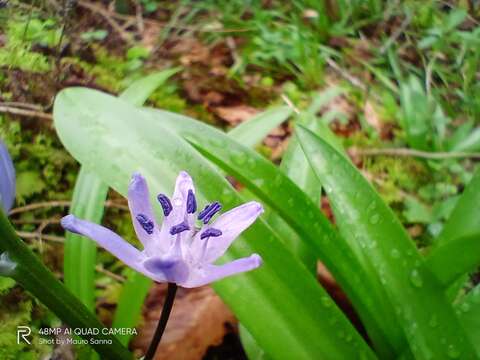 Image of Scilla lilio-hyacinthus L.