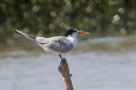 Image of Lesser Crested Tern