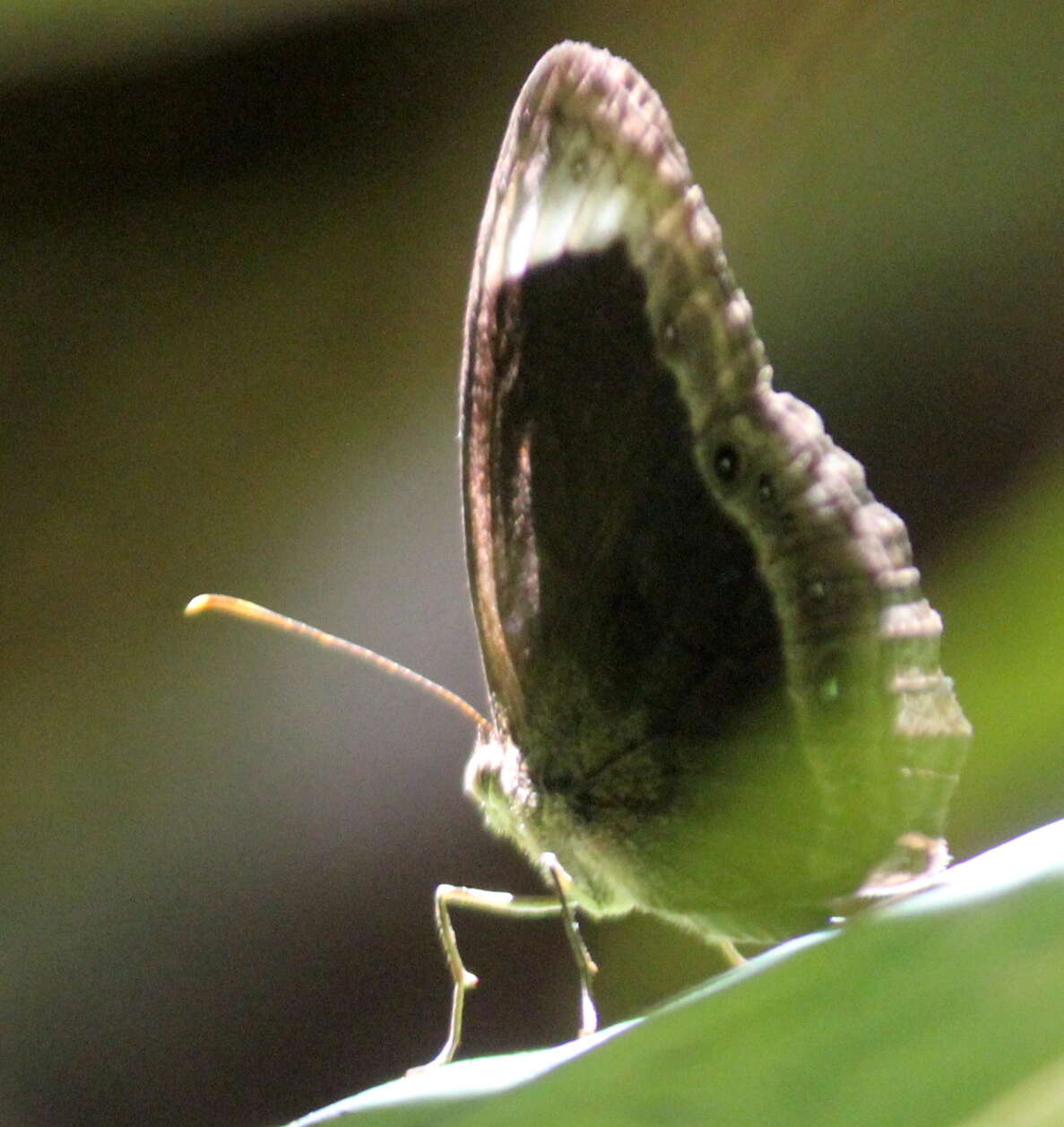 Image of Mycalesis anaxias Hewitson 1862