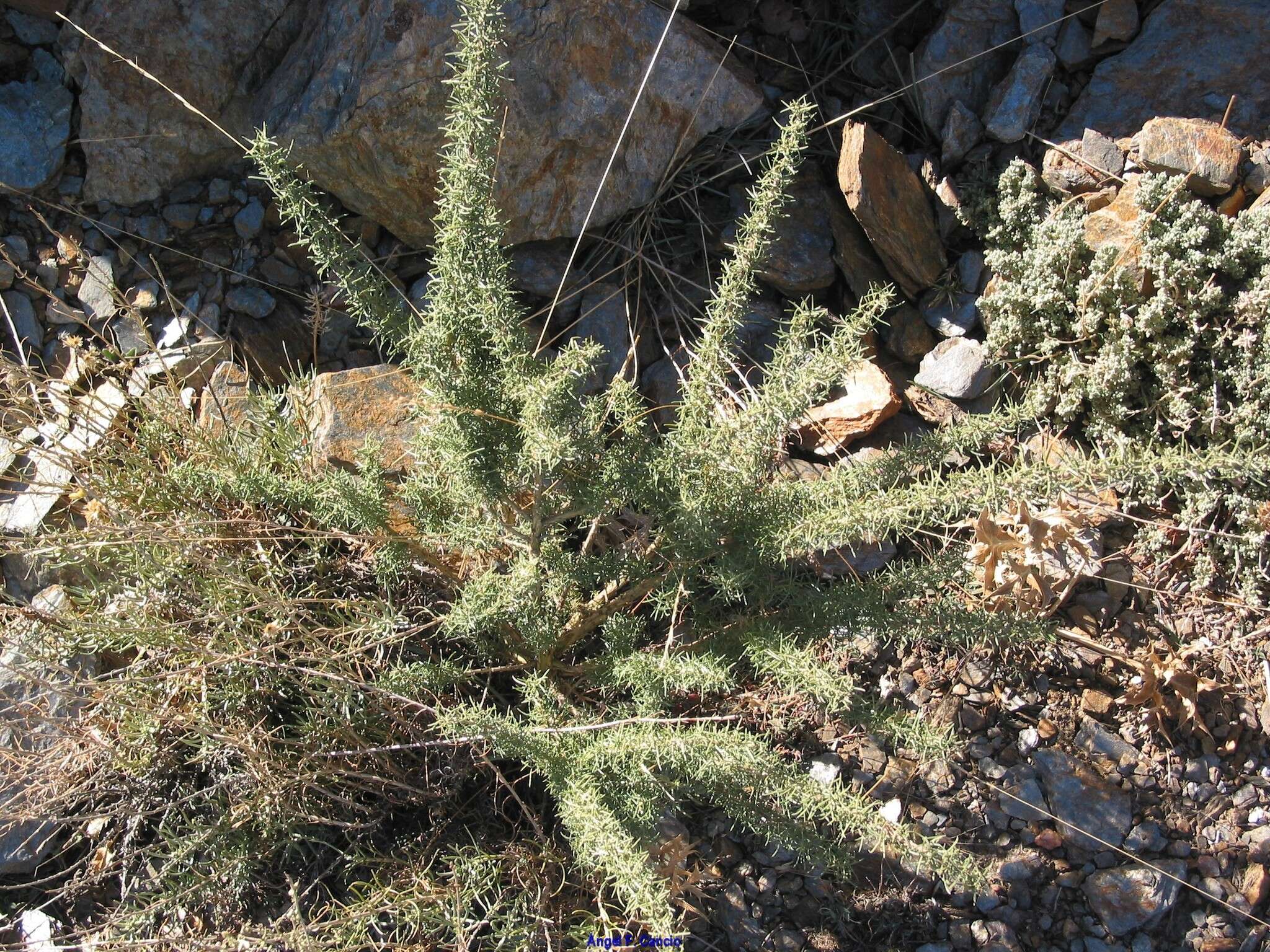 Image of Adenocarpus decorticans Boiss.