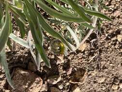 Image of Eaton's fleabane