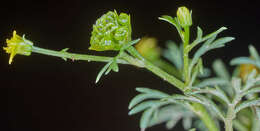 Imagem de Chrysanthellum indicum subsp. afroamericanum B. L. Turner