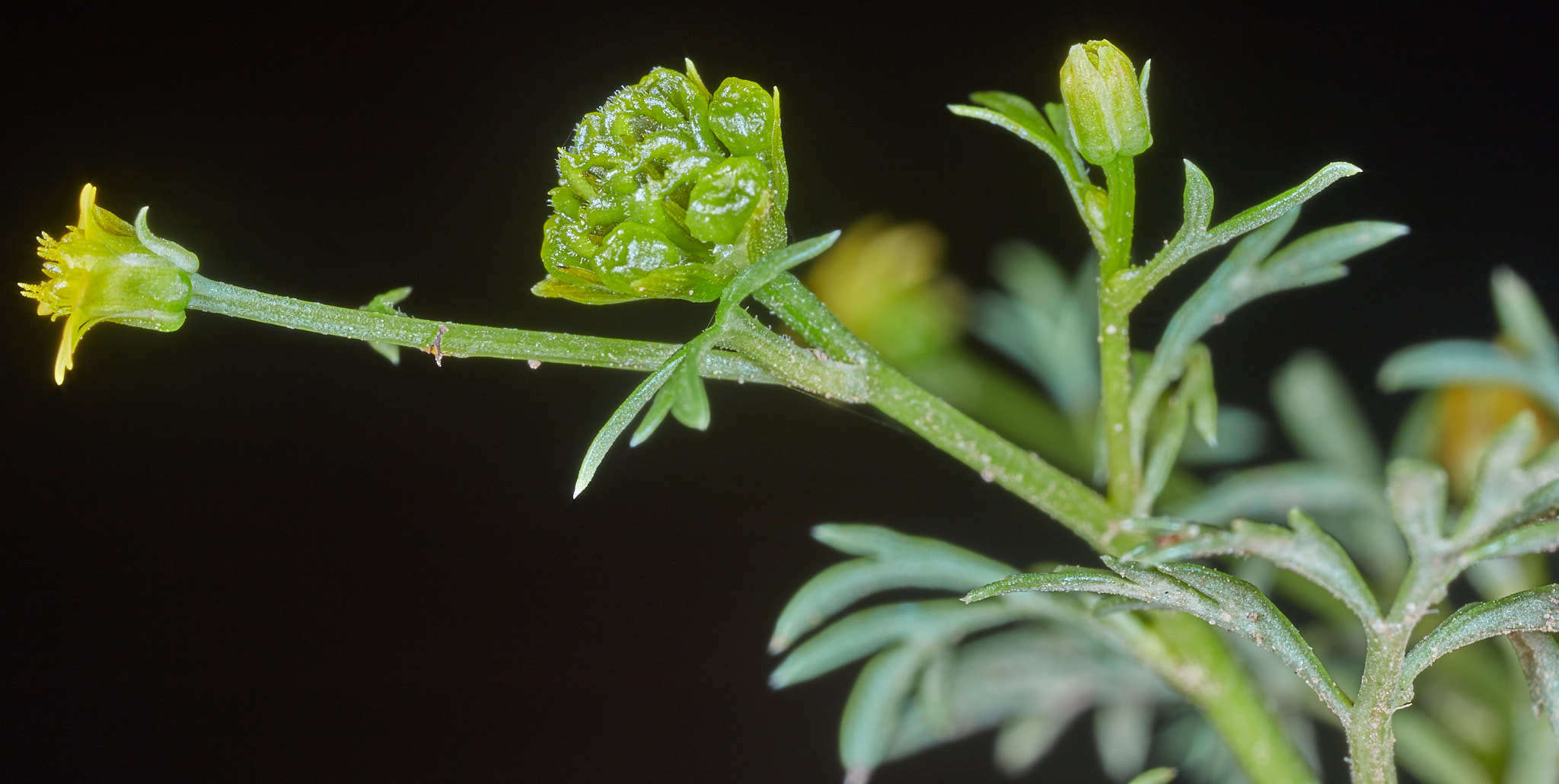 Imagem de Chrysanthellum indicum subsp. afroamericanum B. L. Turner