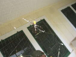 Image of Garden spider