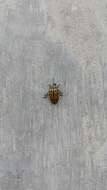 Image of Cottonwood Leaf Beetle