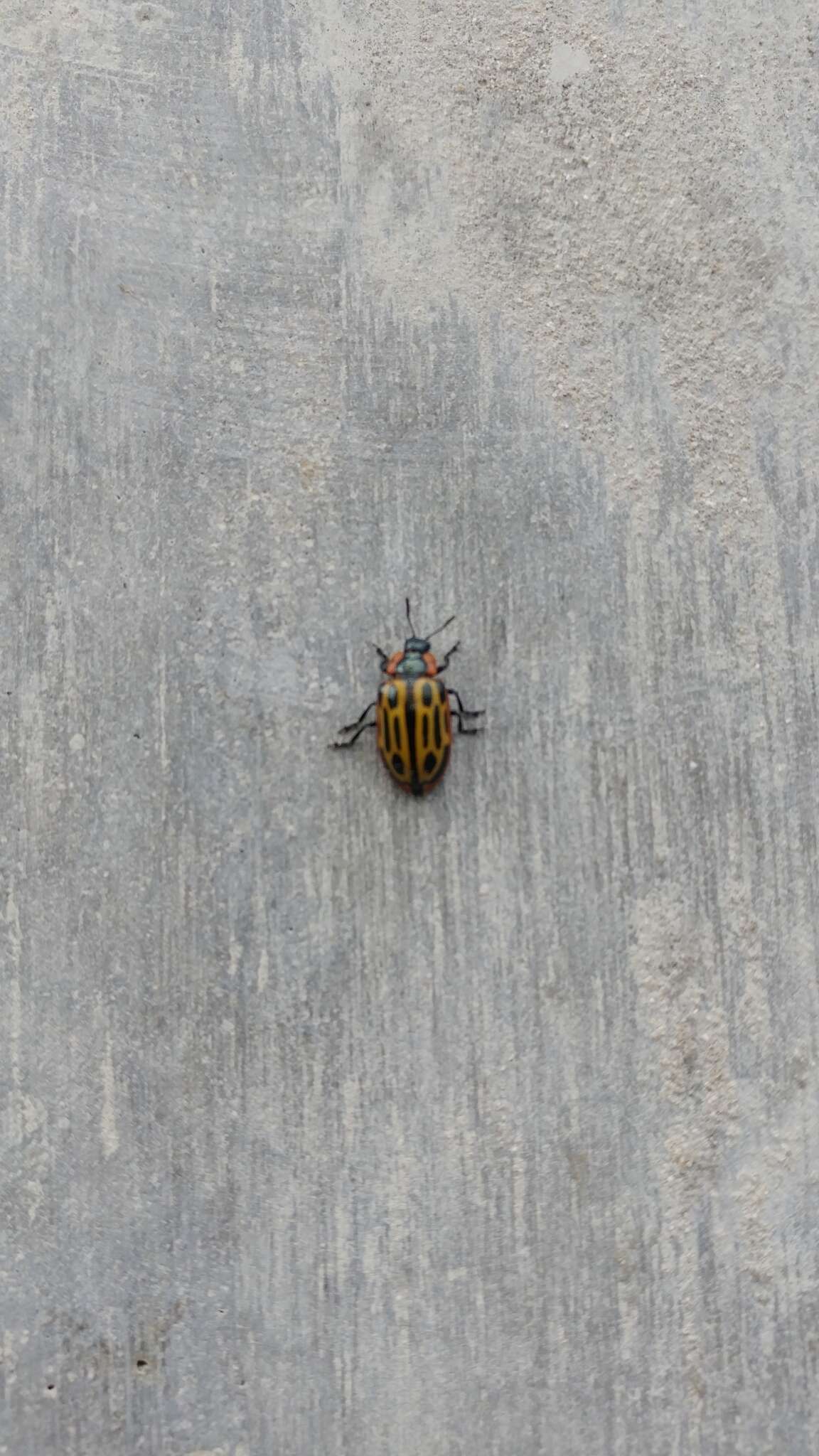 Image of Cottonwood Leaf Beetle