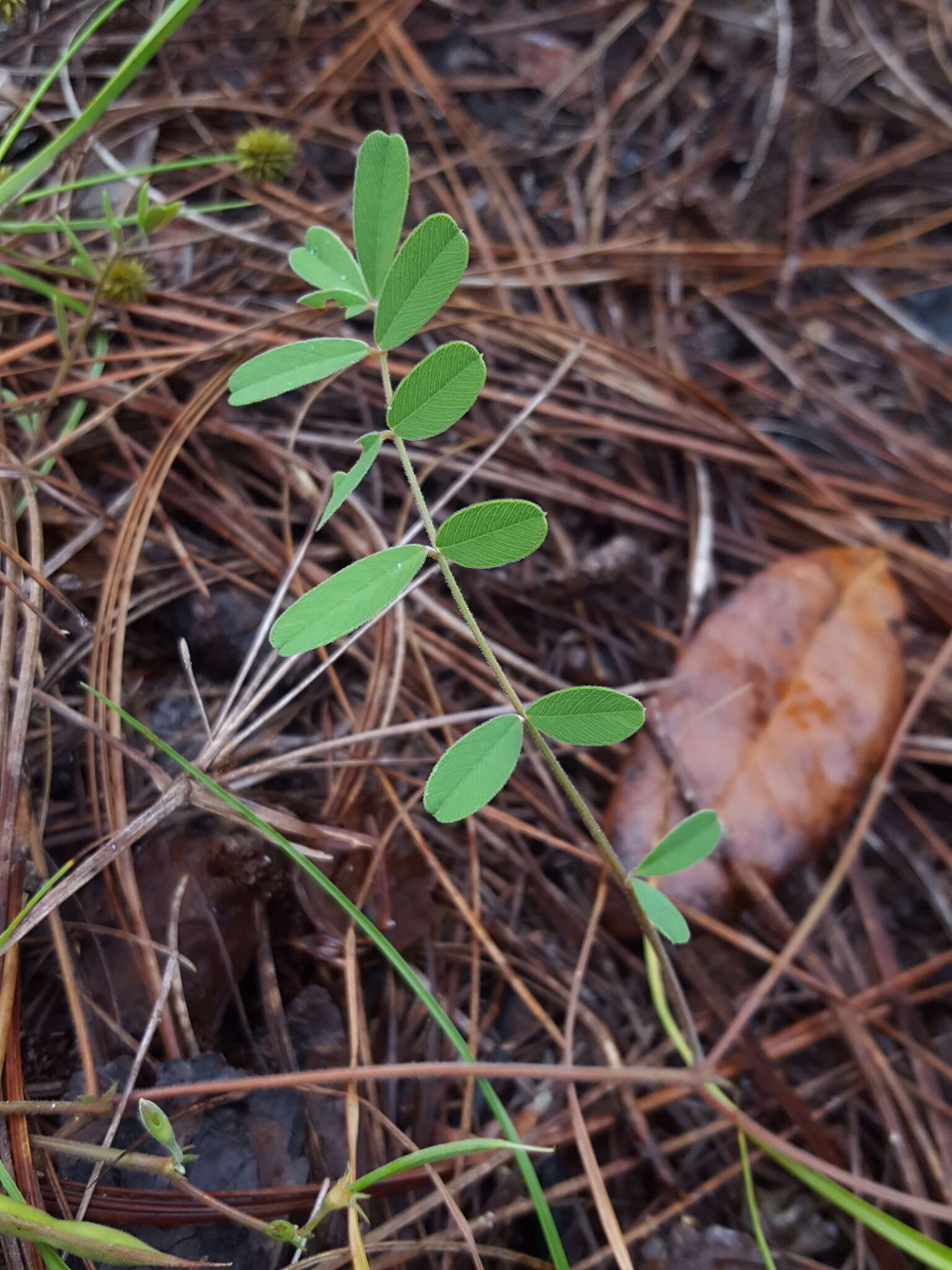 Tephrosia florida (F. Dietr.) C. E. Wood的圖片