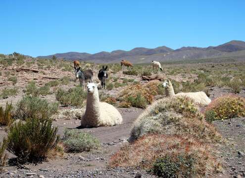 Image de Lama glama (Linnaeus 1758)