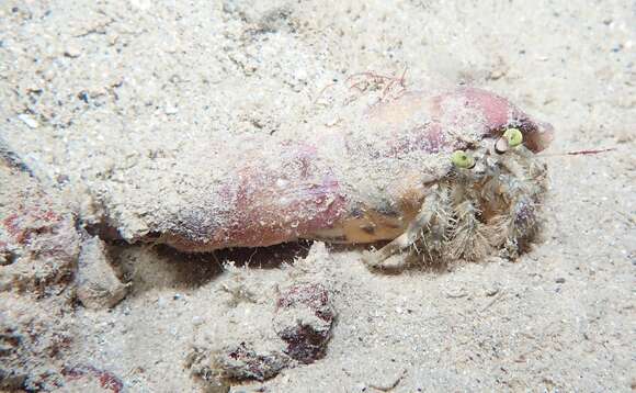 Image of pale anemone hermit crab