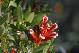 Image of <i>Lambertia <i>multiflora</i></i> var. multiflora