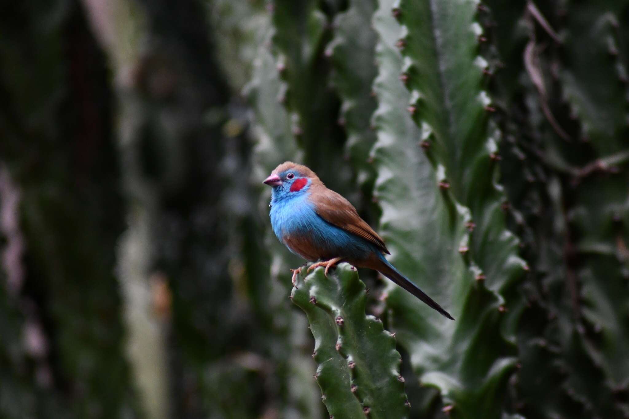 Image of Red-checked Cordon-bleu