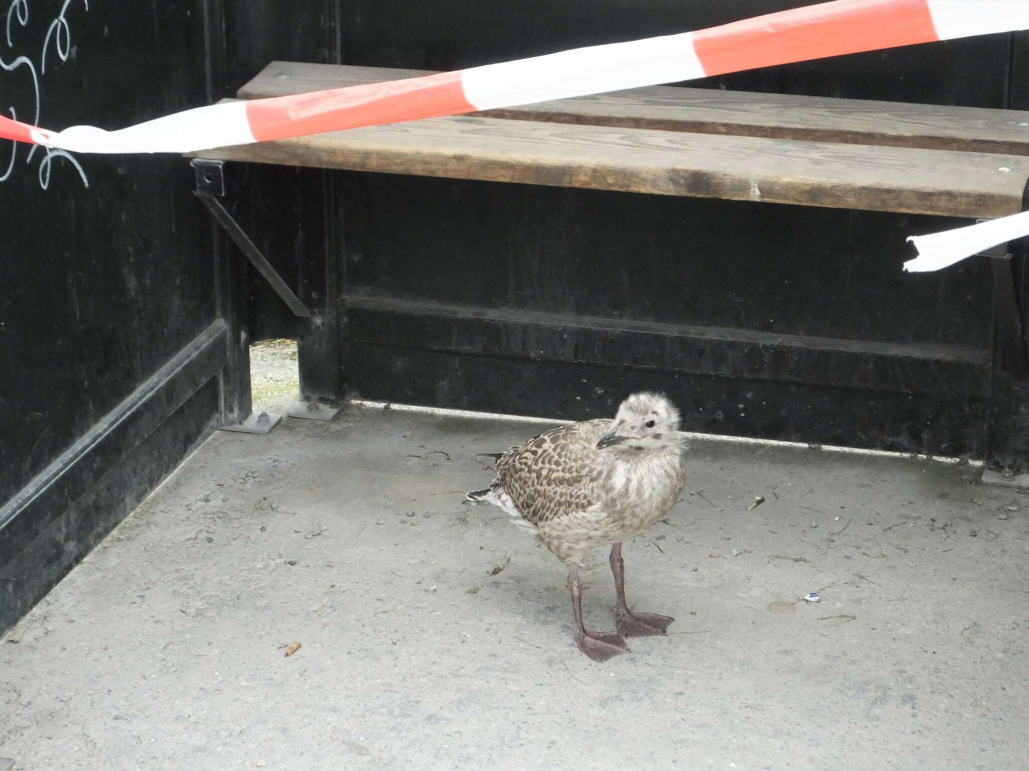 Image of herring gull