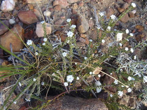 Image of Phylica alba Pillans