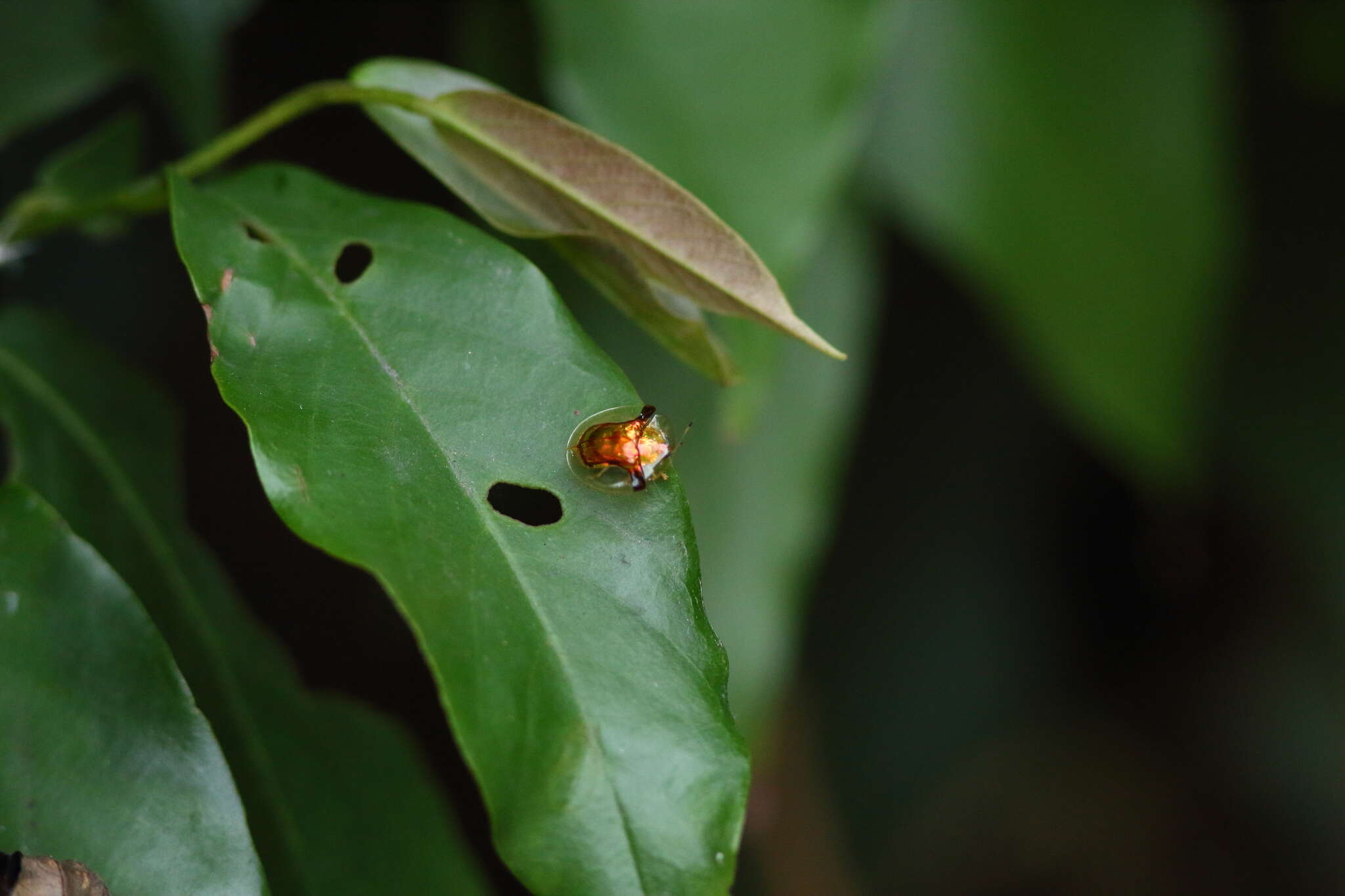 Image of Aspidimorpha (Aspidimorpha) furcata (Thunberg 1789)