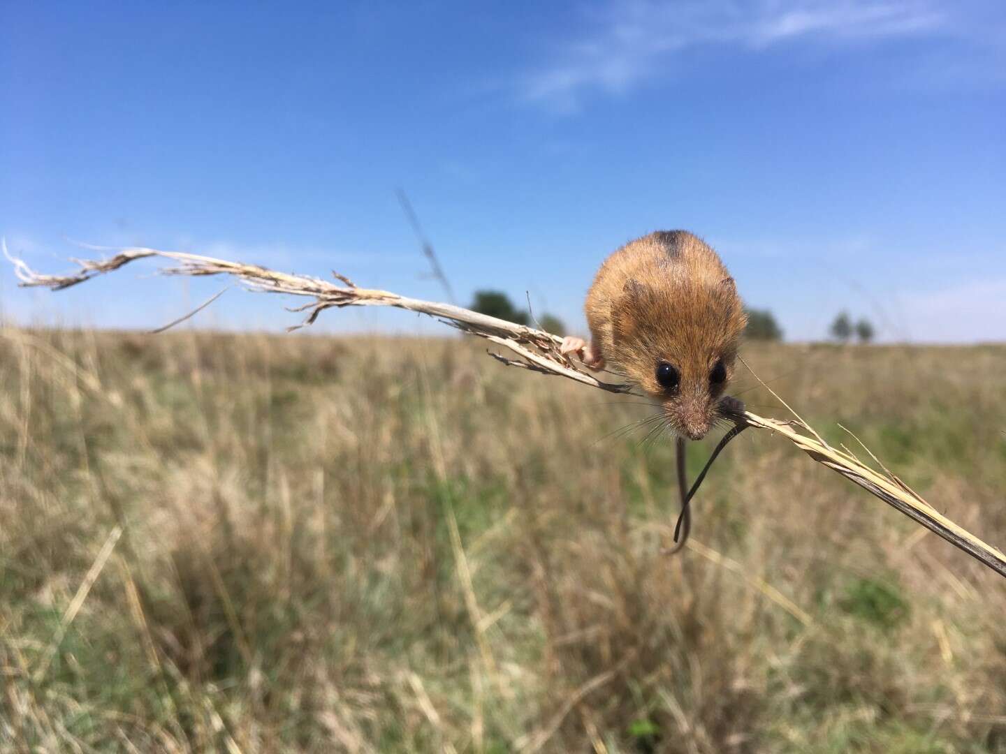 Image of Chestnut African Climbing Mouse