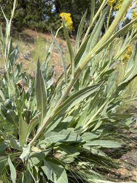 Imagem de Senecio atratus Greene