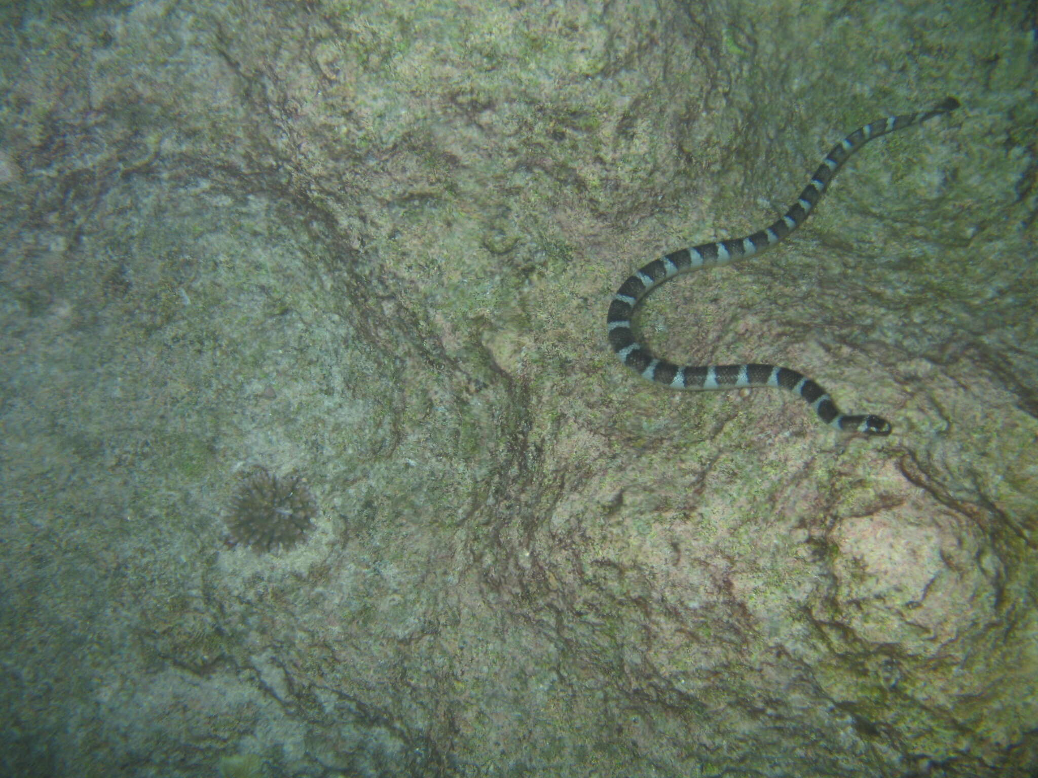 Image of Flat-tail Sea Snake