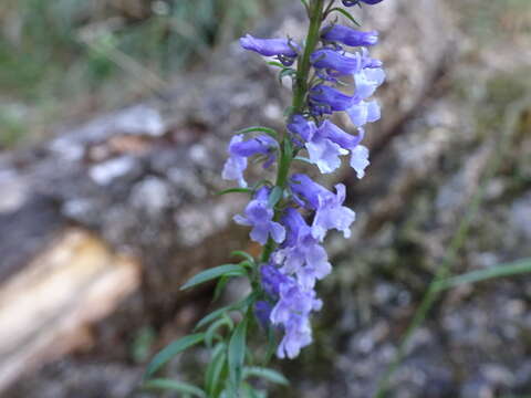 Image de Anarrhinum bellidifolium (L.) Willd.