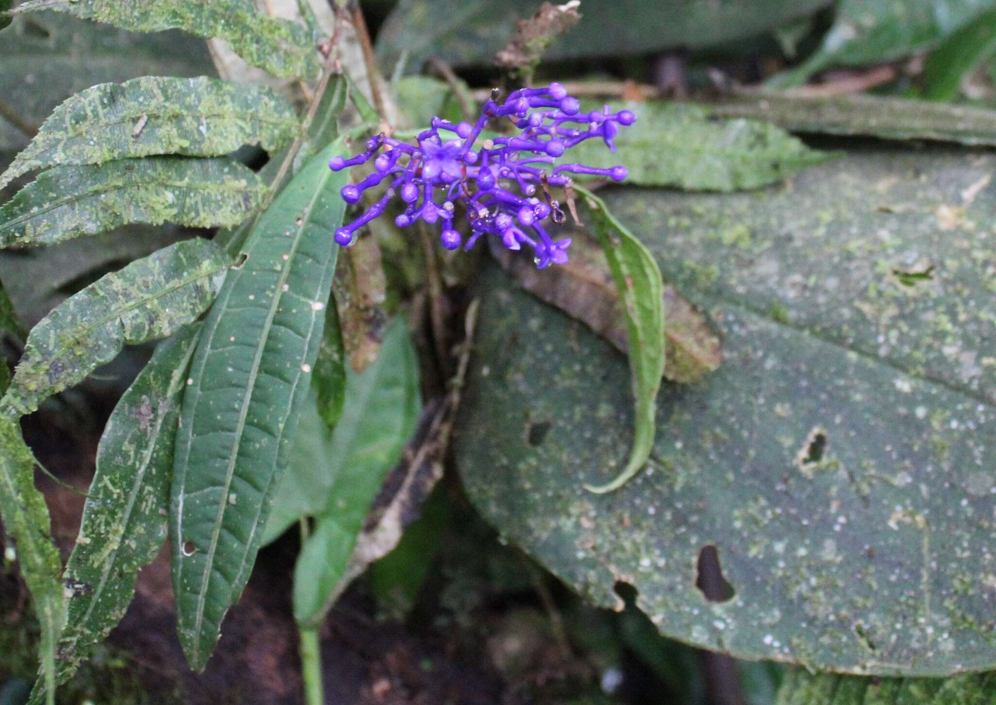 Faramea suerrensis (Donn. Sm.) Donn. Sm.的圖片