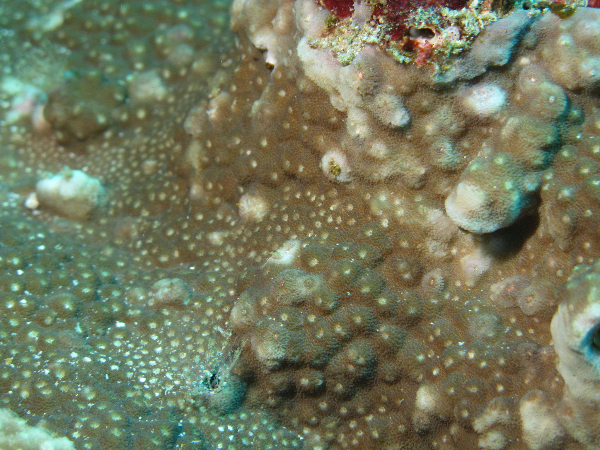 Image of starflower coral