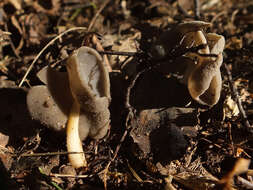 Imagem de Helvella ephippium Lév. 1841