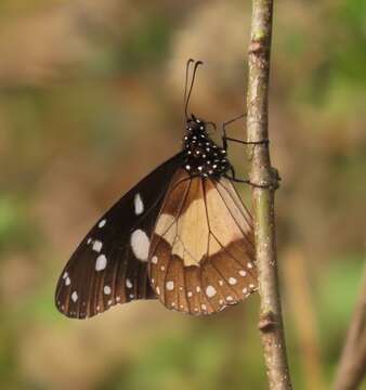 Amauris albimaculata Butler 1875 resmi