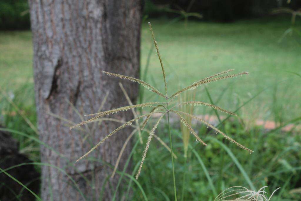 Image of Mexican windmill grass