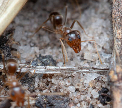 Image of <i>Iridomyrmex pallidus</i>