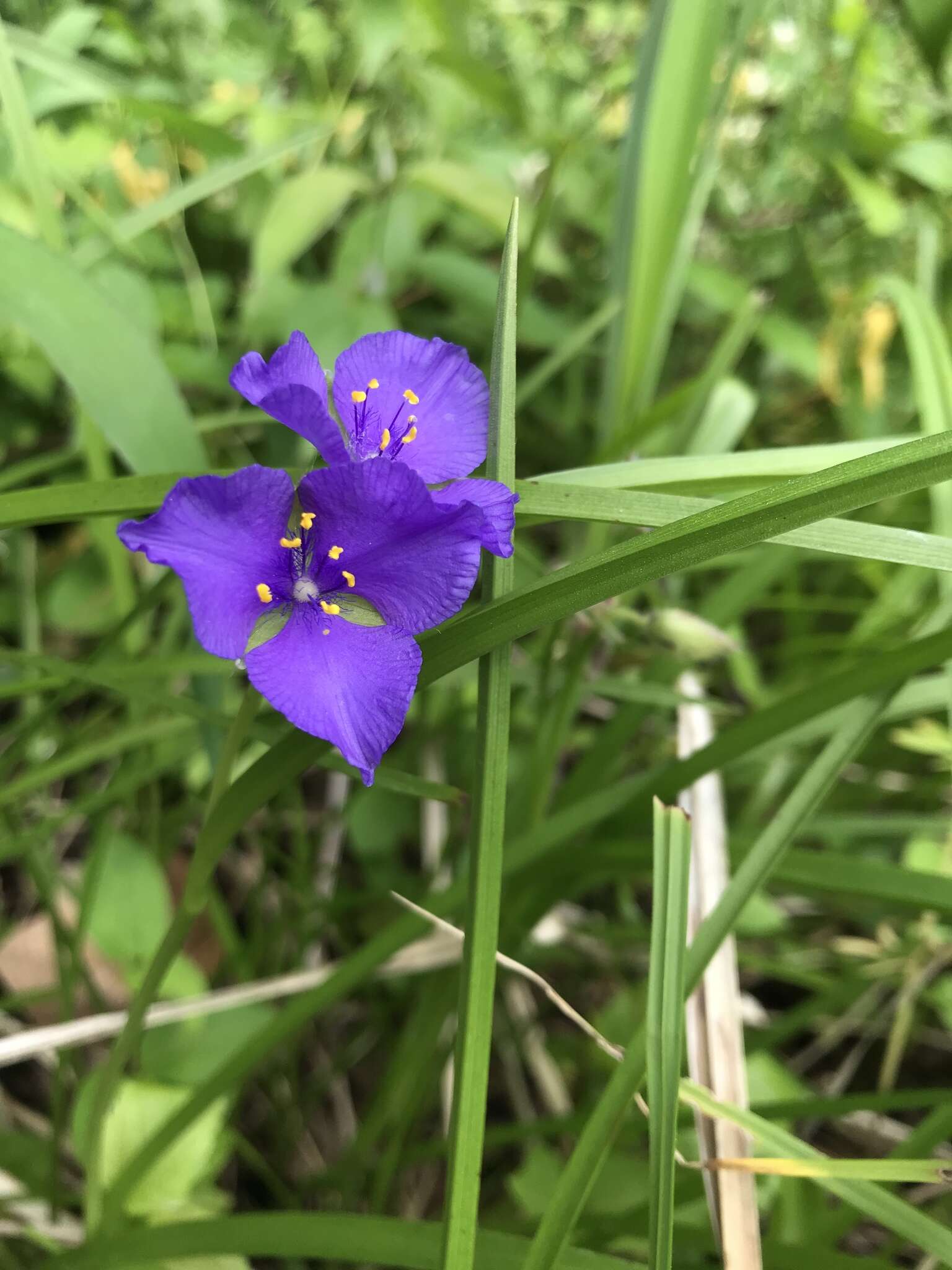 Image of longbract spiderwort