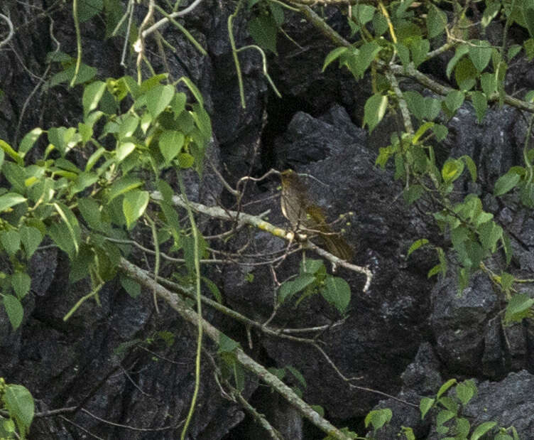 Image of Stripe-throated Bulbul