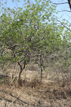 Image of American pistachio