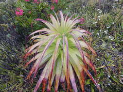 صورة Richea pandanifolia Hook. fil.