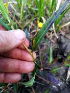 Image of wingleaf primrose-willow