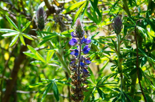 Image of Lupinus montanus Kunth