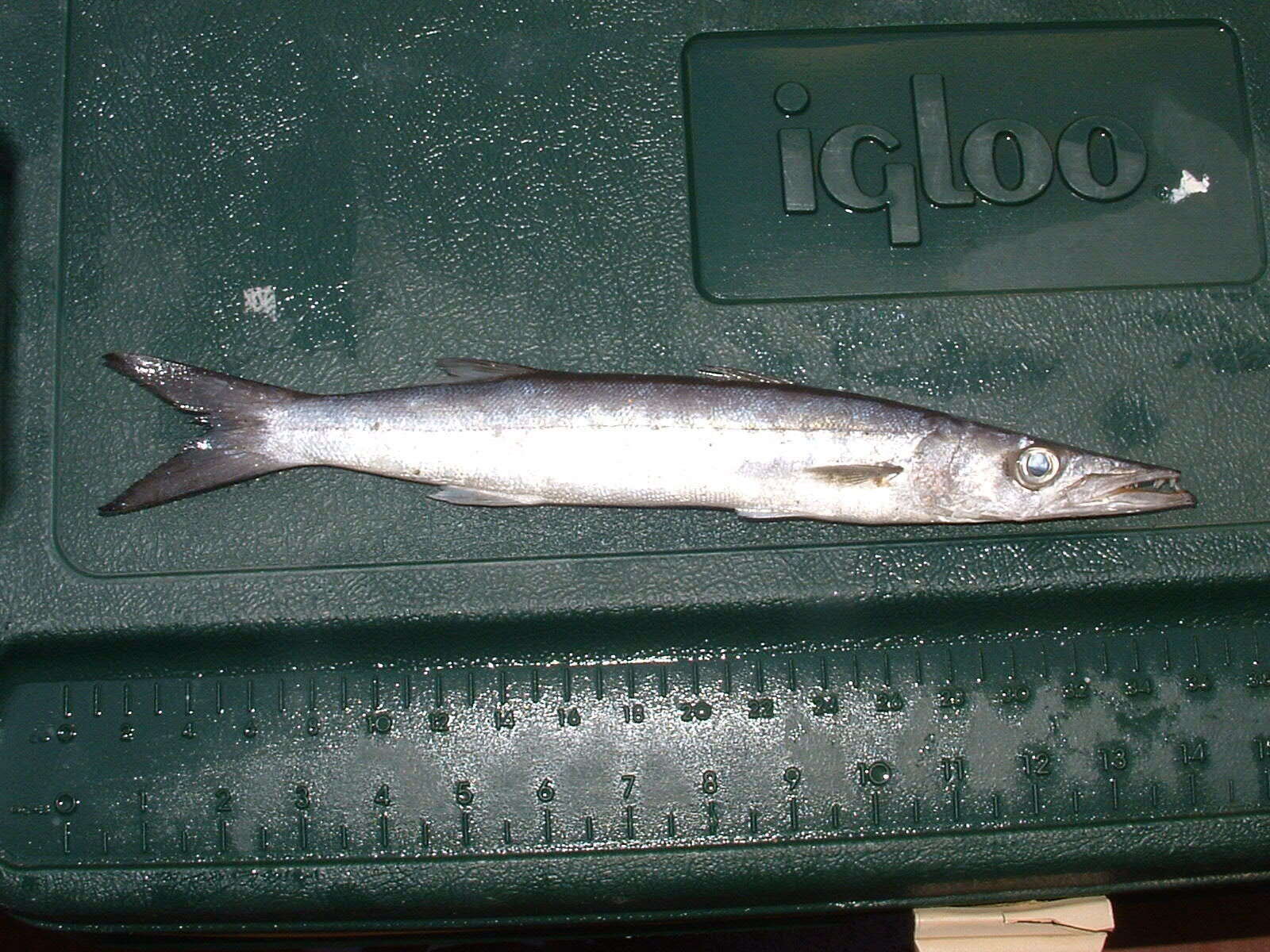 Image of Mexican barracuda