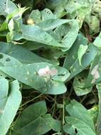 Image of convolvulus leafminer