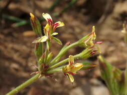 Image of Pelargonium aciculatum E. M. Marais