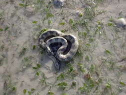 Image of North-western Mangrove Seasnake