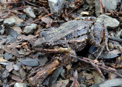 Image of Black Jungle-Frog