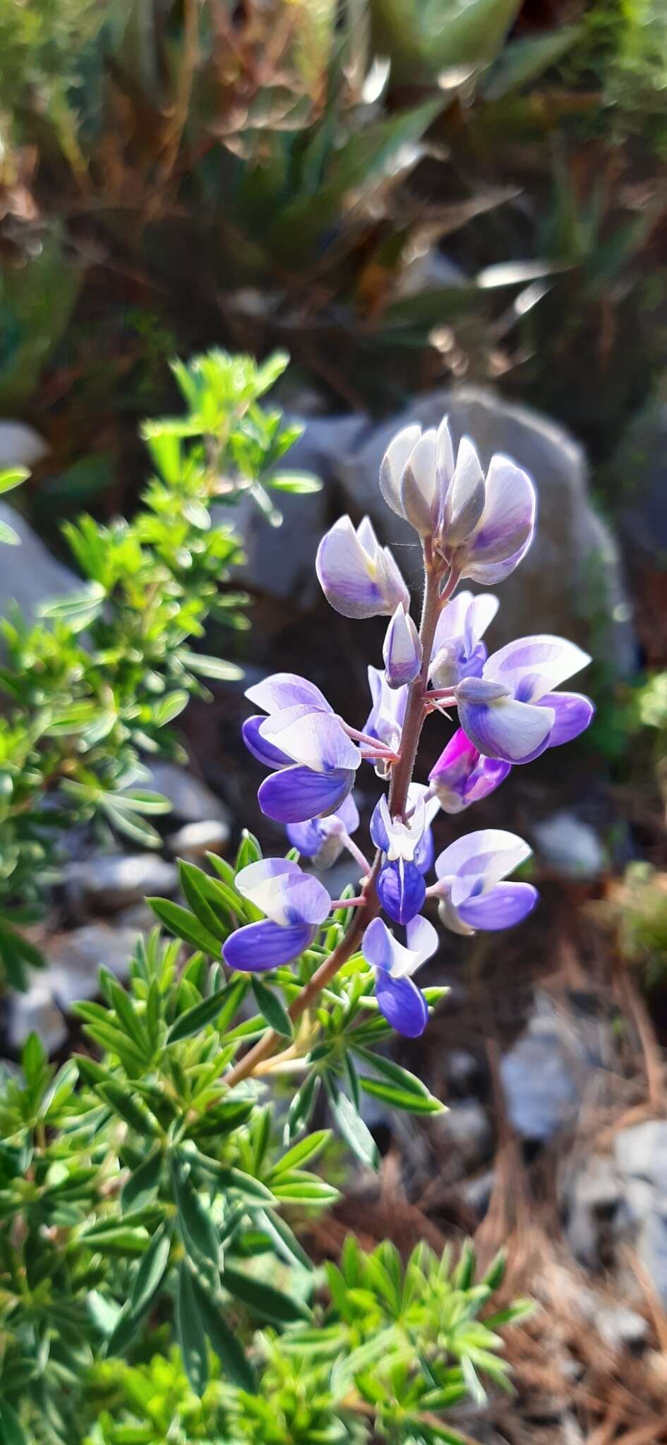 Plancia ëd Lupinus cacuminis Standl.